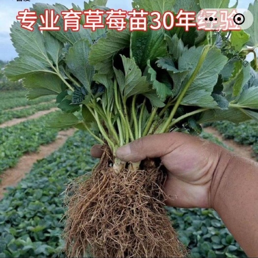 长丰县3.20红颜草莓母苗最新报价