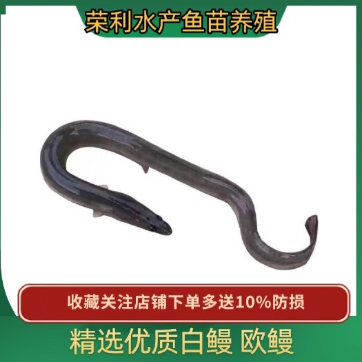 广州大量出售日本花锦鳗鱼苗，（河鳗，白鳗，欧鳗）规格齐全，