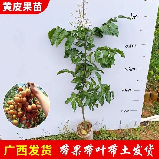 灵山县广西黑黄皮苗鸡心黄皮贵妃黄皮无核黄皮