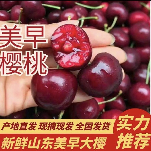 山东美早