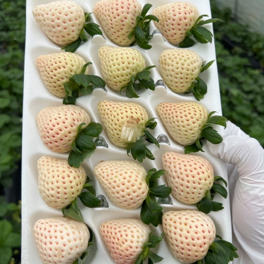 济南基地培育梦之莹草莓苗 雪兔草莓苗 天使8号 天使AE脱毒草莓