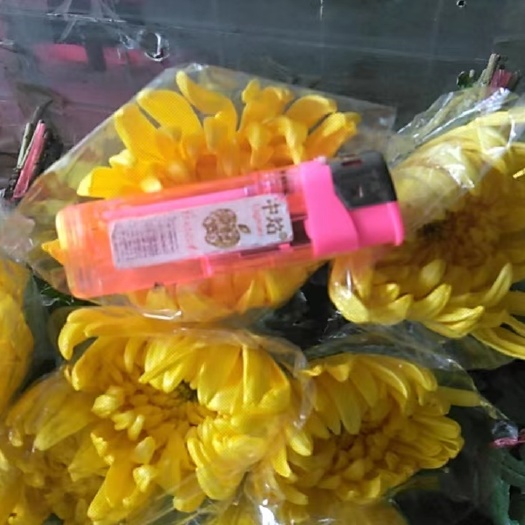 广州广州菊   黄菊白菊广州直发   基地直供