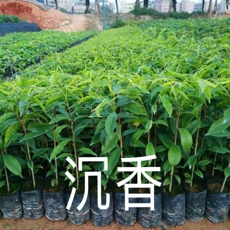 灵山县奇楠沉香树苗奇楠小苗名贵国宝级奇楠沉香苗木奇南树苗实生苗