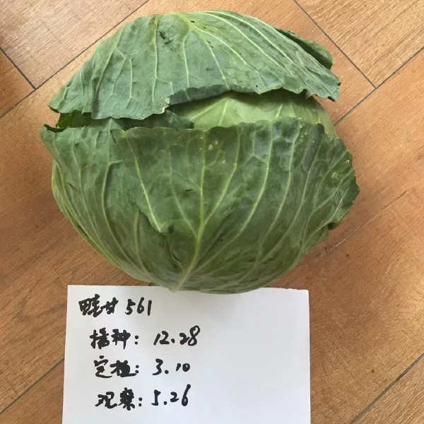 晚丰 甘蓝蔬菜种子包菜卷心菜莲花白扁圆球  庭院盆栽种子