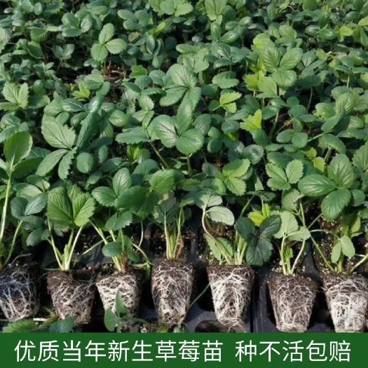 长丰县长丰草莓苗  泥浆保湿