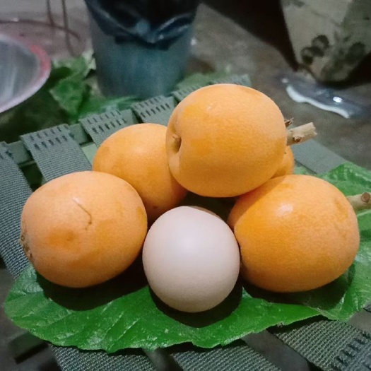 永善县昭通大五星枇杷
