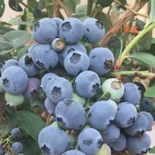 泰安南高丛L11蓝莓苗