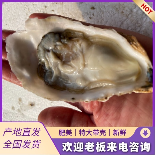 佛山山东乳山蚝1+，生蚝，三倍体