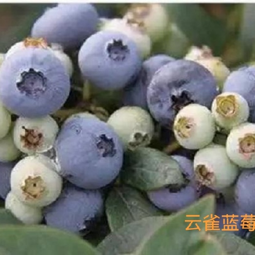 泰安云雀蓝莓苗