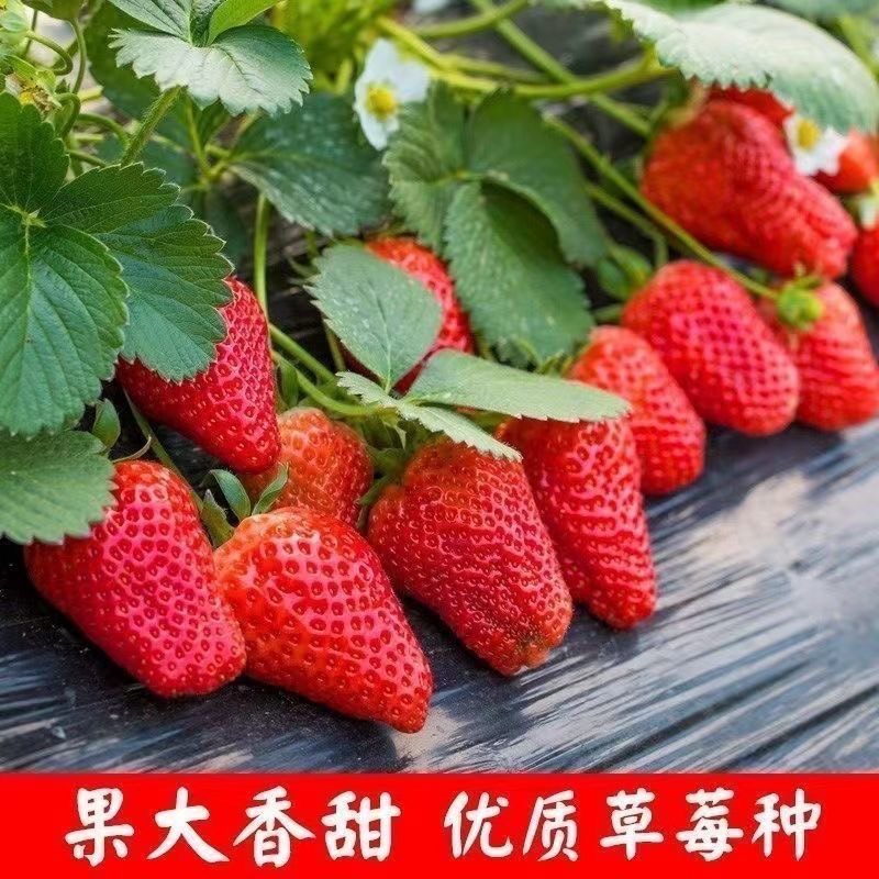 邵东市四季草莓种子奶油草莓特大超甜庭院阳台易种盆栽蔬菜水果种子批发