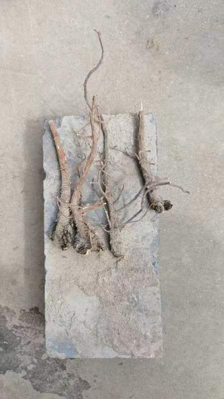 富平县家种三年柴胡 已晒干 头已绞  需要的请联系