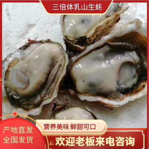 佛山广东生蚝，山东乳山生蚝，三倍体