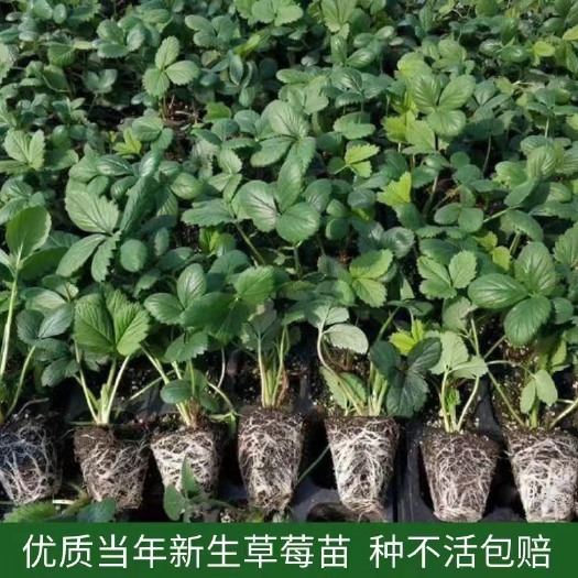 长丰县长丰草莓苗 泥浆保湿
