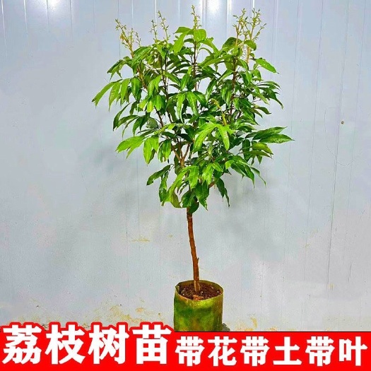 灵山县荔枝苗大苗嫁接苗妃子笑荔枝带花带叶带土