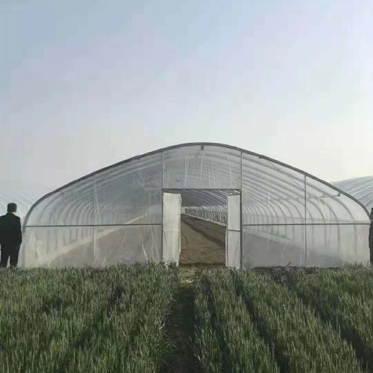 杭州钢管钢架蔬菜草莓瓜果大果家用