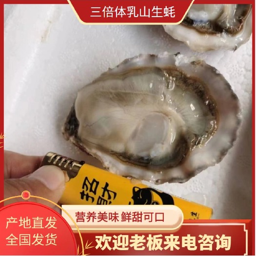 佛山山东乳山蚝，1.5+，三倍体，全规格