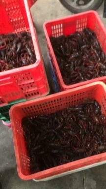 潜江市湖北潜江小龙虾