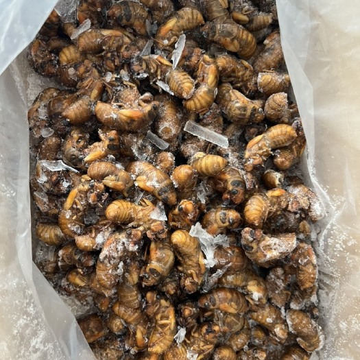 中牟县金蝉，爬叉，蝉蛹，
