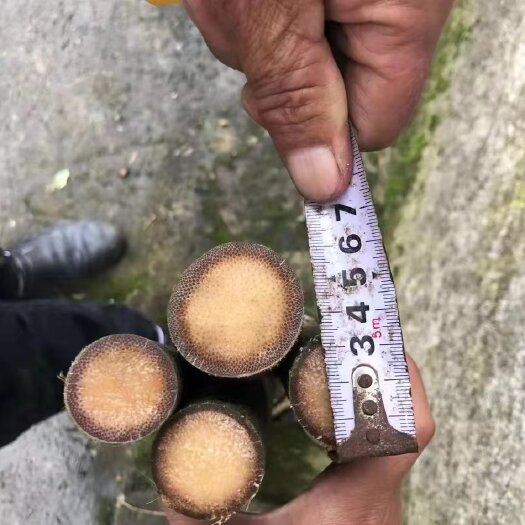 保山棕竹
