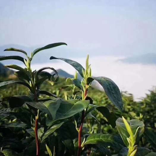 歙县2023年，自家种植。高山黄山毛峰！