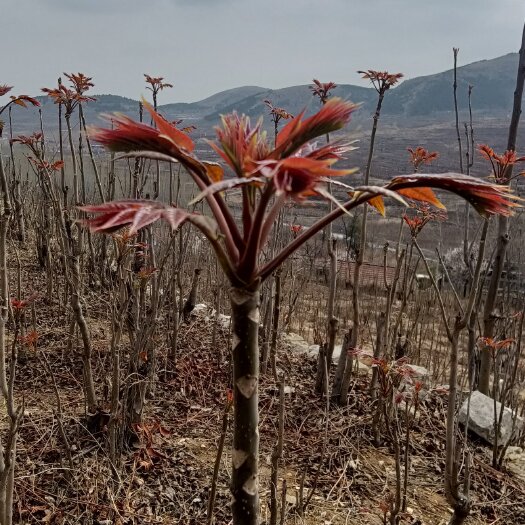 新泰市香椿芽