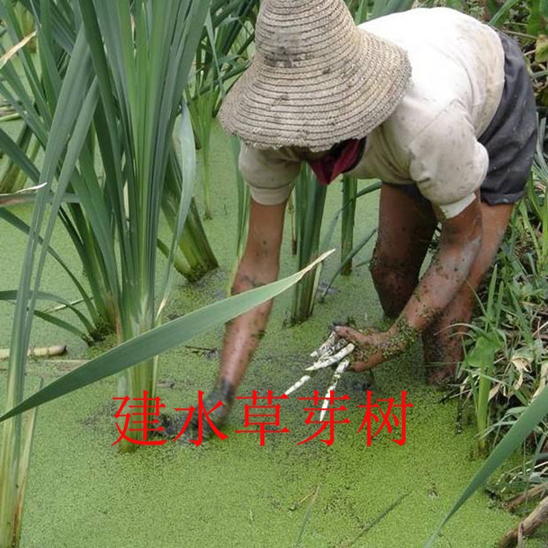 云南建水特产象牙菜