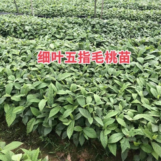 灵山县五指毛桃苗