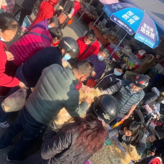 天然萝卜干