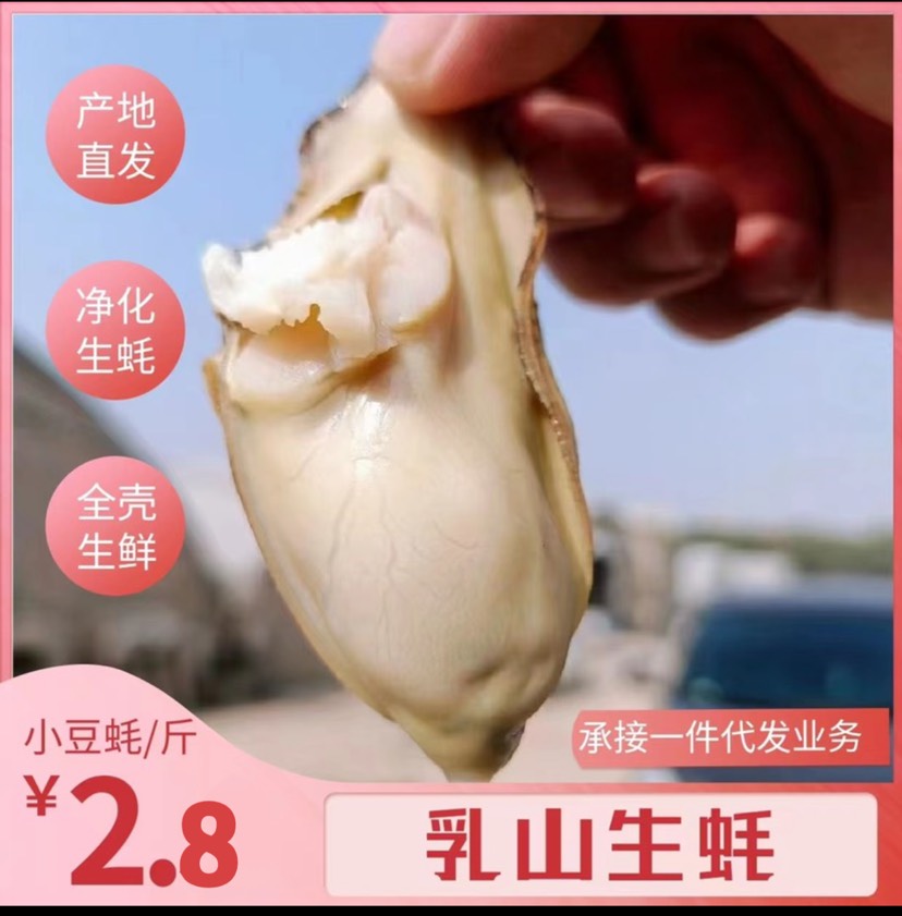 【镇店之宝】9.5价格更新【乳山三倍体生蚝】24h净化蚝