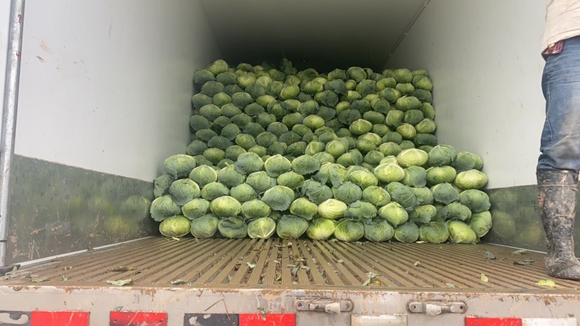 嘉鱼县【扁包菜】湖北扁包菜 一手货源 稳定供应 电商市场