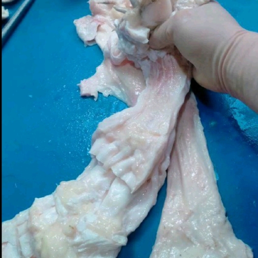 南宁牛筋，牛板筋