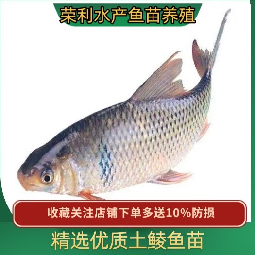广州大量出售土鲮鱼苗，支持空运，客运