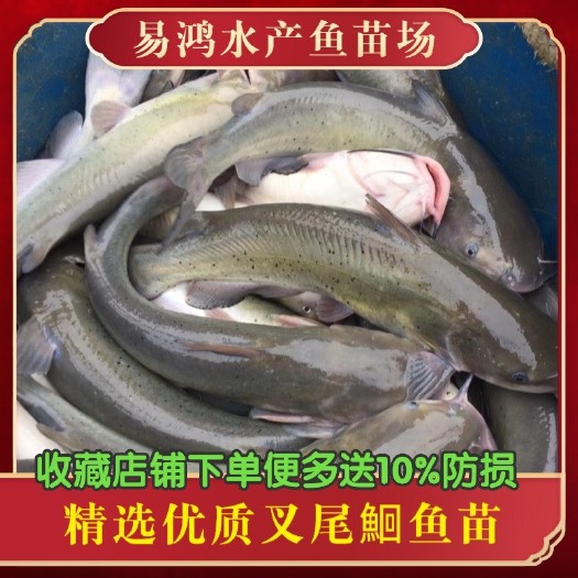 广州叉尾鮰鱼苗批发，江丰一号叉尾鮰鱼苗批发，支持全国发货