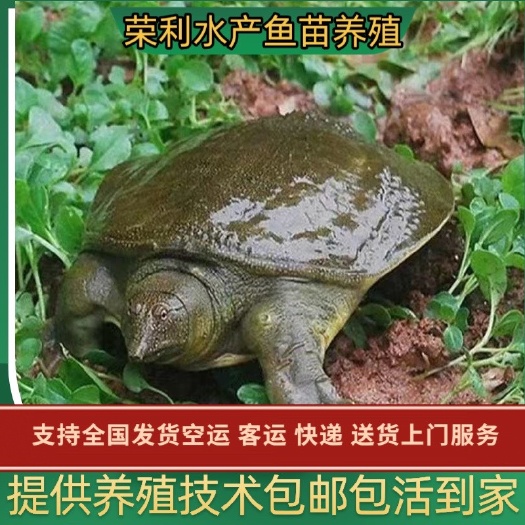 广州黄沙鳖苗 甲鱼苗批发，支持全国发货，空运，客运，送货上门