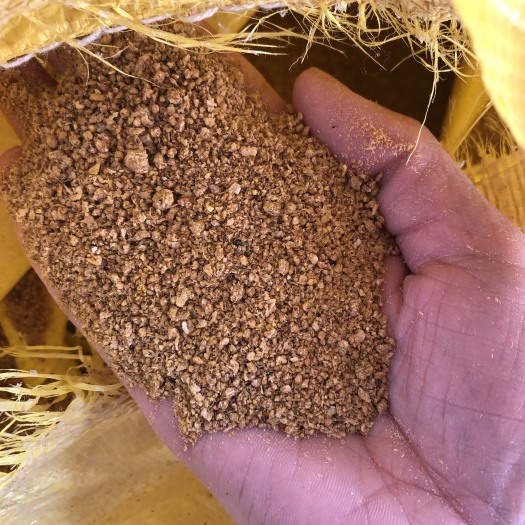 石家庄糖化玉米 糖蜜玉米 玉米 玉米下脚料 厂家直销 糖分高好吸收