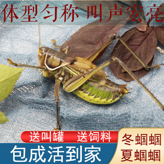涡阳县鸣虫蝈蝈活体批发