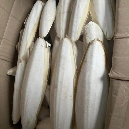 南宁海螵蛸墨鱼骨