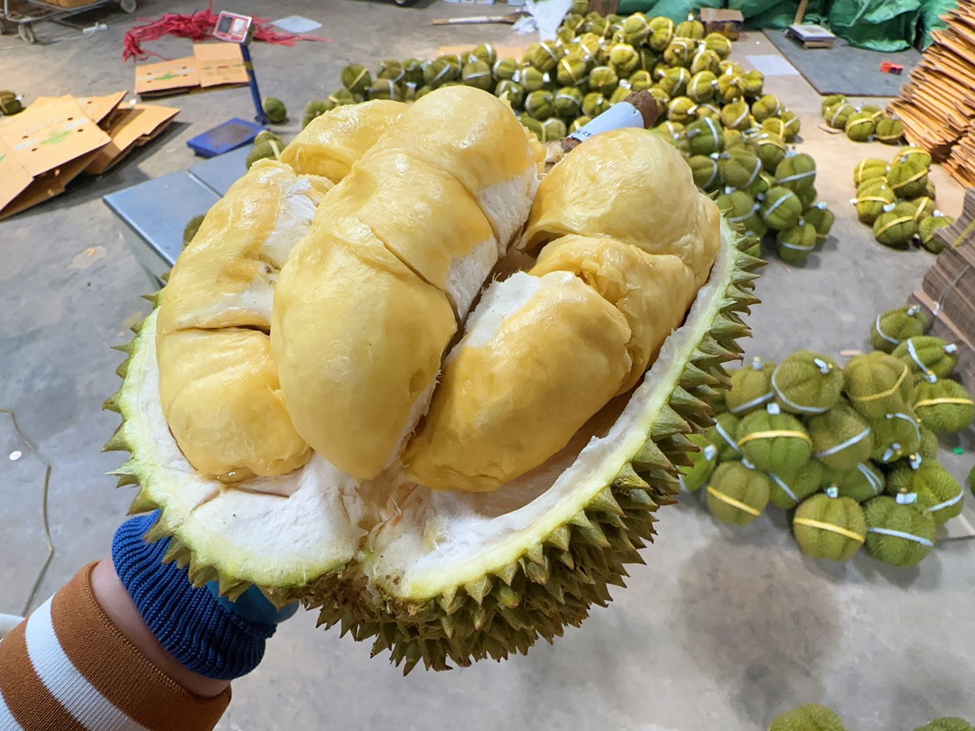 昆明泰国甲仑榴莲带壳新鲜水果一件代发