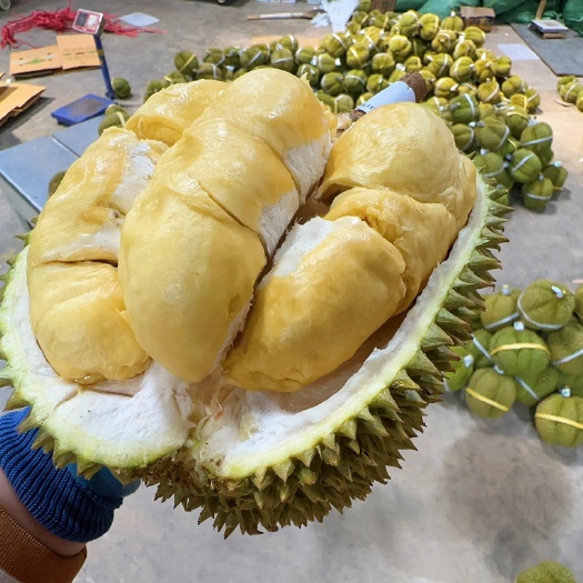 昆明泰国甲仑榴莲带壳新鲜水果一件代发