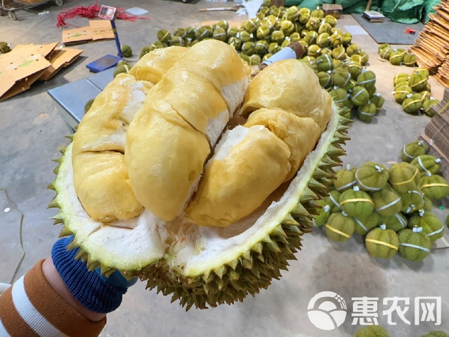 泰国甲仑榴莲带壳新鲜水果一件代发