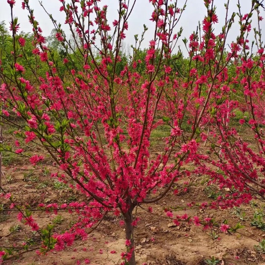 泰安菊花碧桃2-10公分大批量供应基地直供花均有货