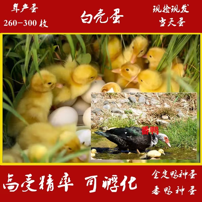 淮安麻鸭种蛋大种肉鸭种蛋金锭鸭种蛋可以孵化鸭苗的可以代发包邮