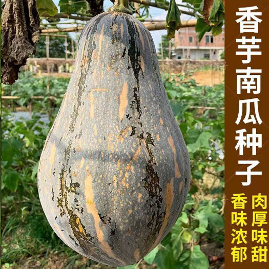 济南香芋南瓜种子 芋头南瓜种早熟 肉质粉甜板栗 基地品种