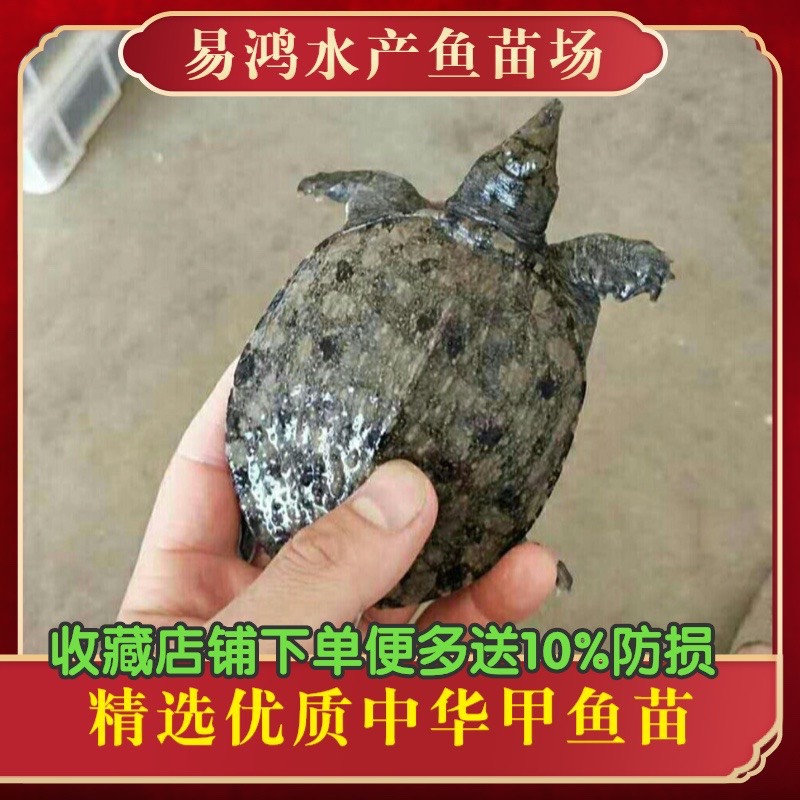 珍珠鳖苗  甲鱼苗批发，水鱼苗批发，支持全国发货，空运，