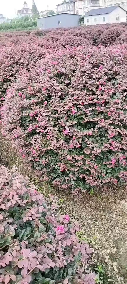 沭阳县红花继木球