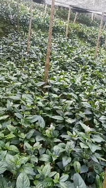 云南本地香草，根茎粗壮，枝叶茂盛，可做香料，可做药材