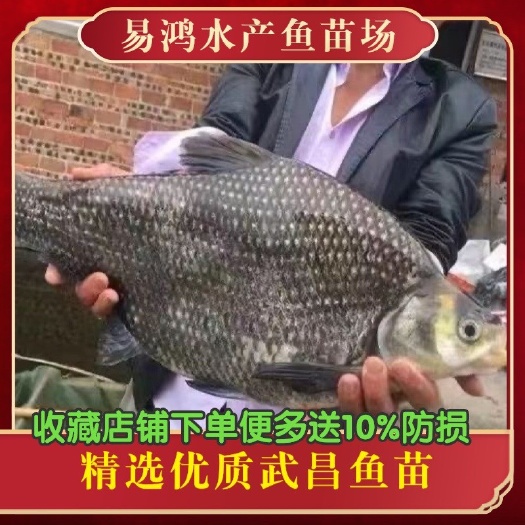 广州鱼苗场直销武昌鱼苗 沙边鱼苗 团头舫鱼苗 鳊鱼苗 三角鲂鱼苗