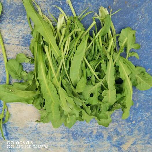 广平县荠荠菜