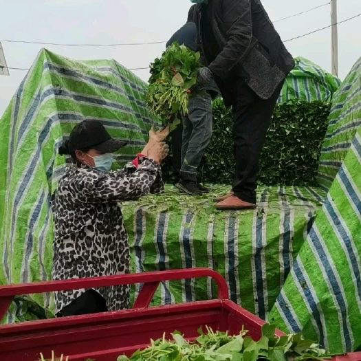 民权县红薯苗商薯19红薯苗西瓜红红薯苗600亩基地直发量大从优包邮