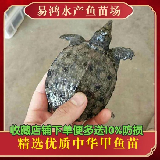 广州珍珠鳖苗  甲鱼苗批发，水鱼苗批发，支持全国发货，空运，